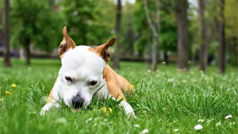 Why Do Dogs Eat Grass -  Daily BB News