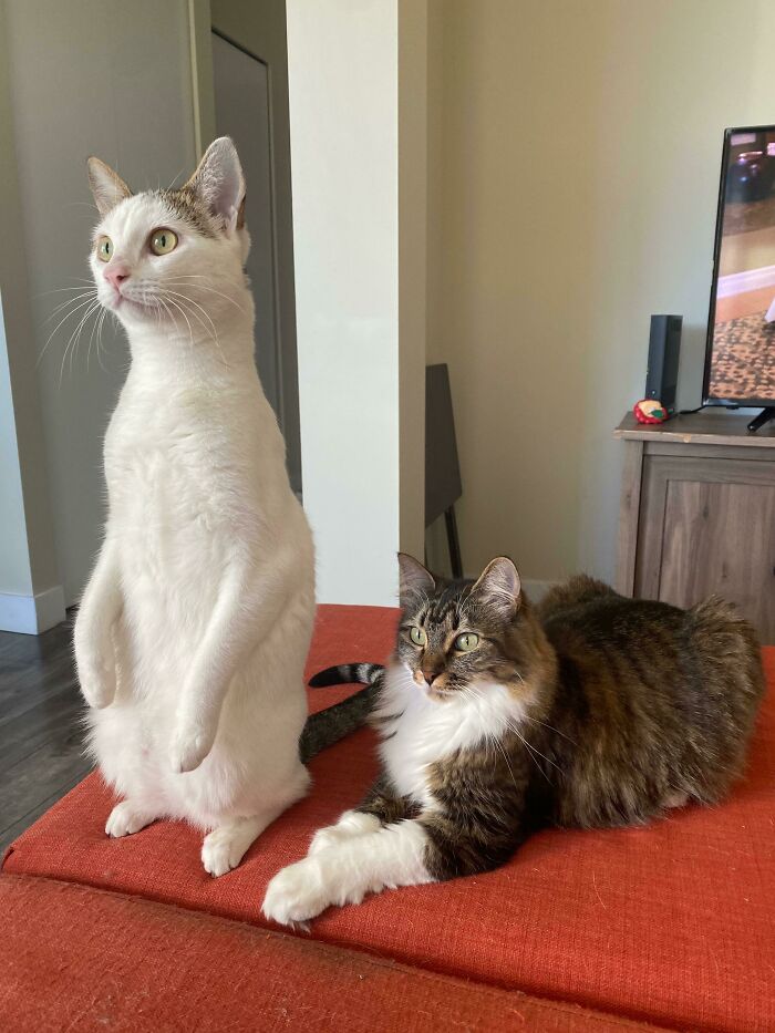 Chivis And Michi Looking At A Pidgeon In The Balcony