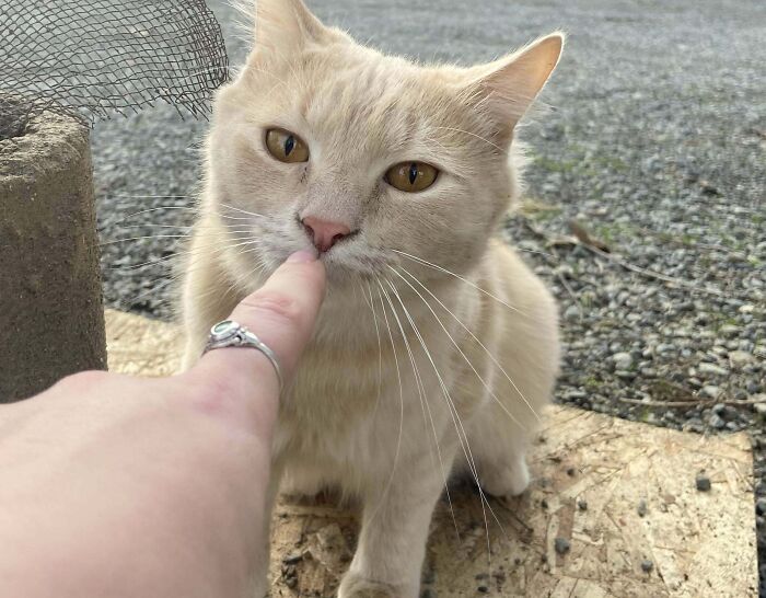 And Just Like That Three Friendly Cats Showed Up On Our Walk