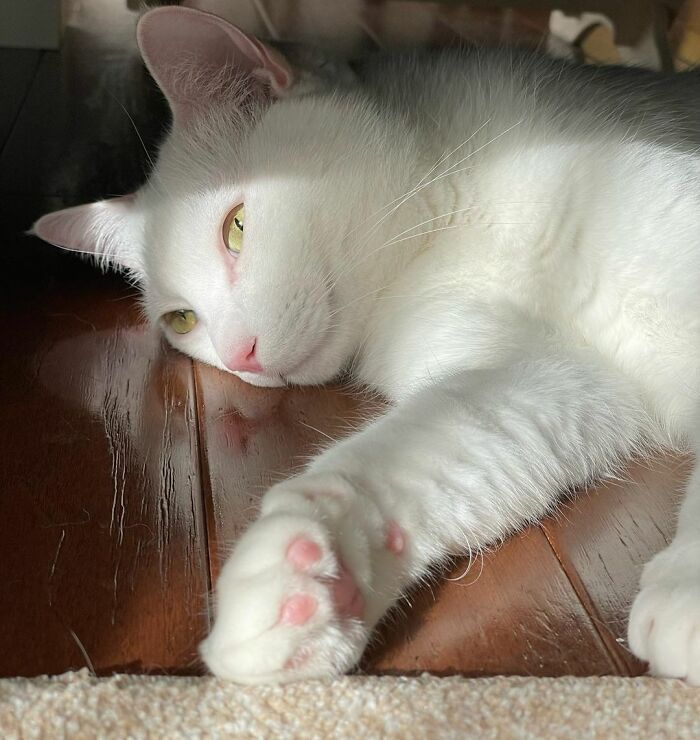 Sleepy White Cat