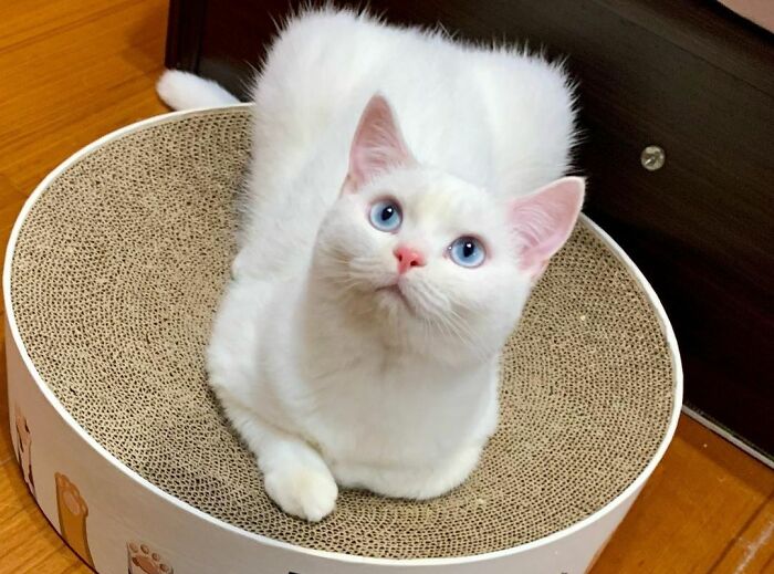 Cute White Cat