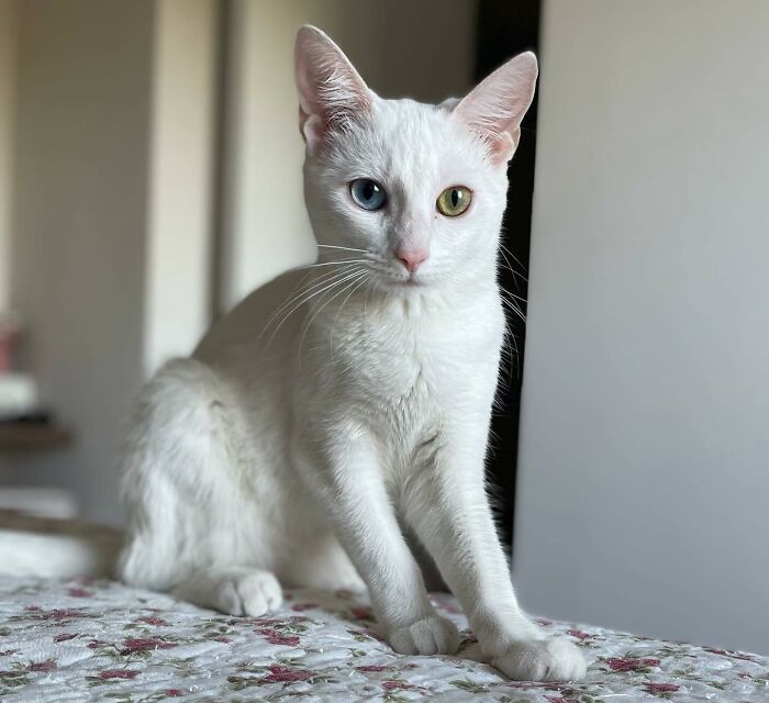 Cute White Cat