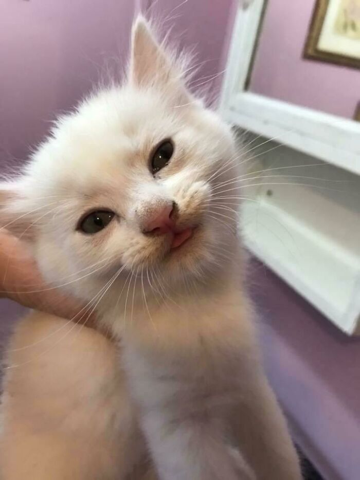 My Neighbor Saved This Cat Yesterday And Captured A Very Happy Blep