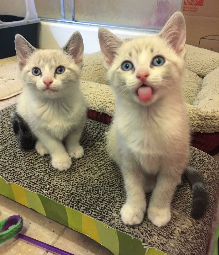 Foster Kitty Blep