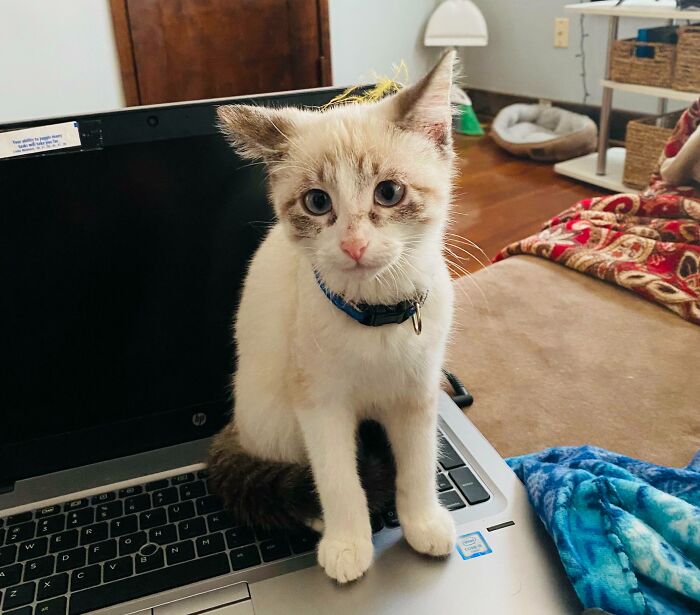 Chloe, The Half-Siamese Cutie