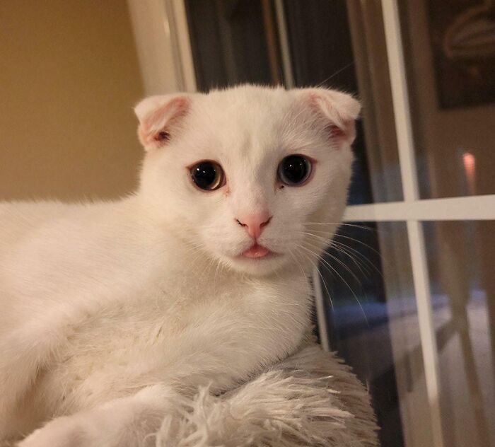 Butter Beanz Blep