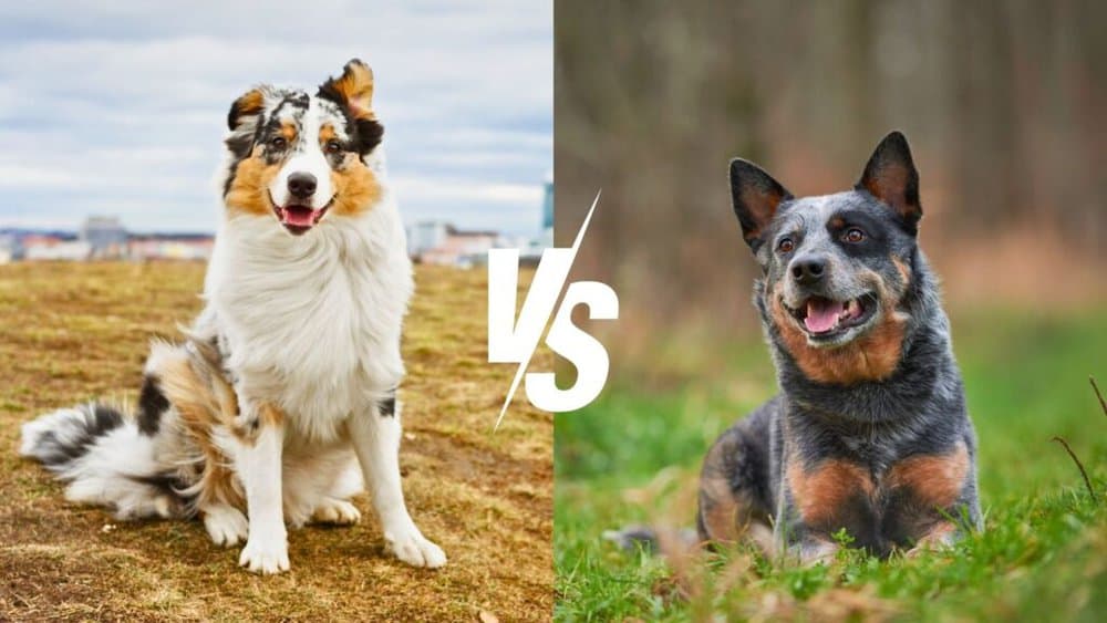 Australian Shepherd vs. Australian Cattle Dog - Daily BB News