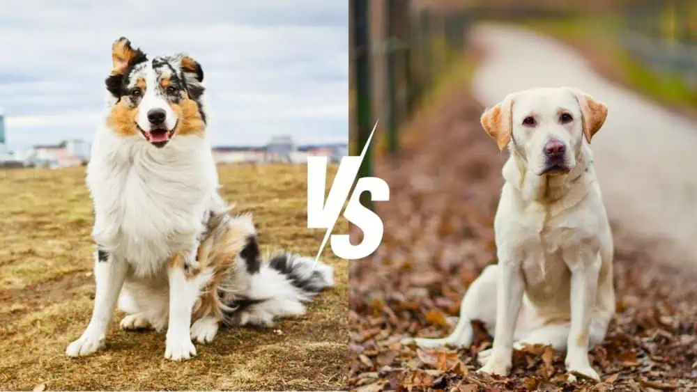 Australian Shepherd vs. Labrador Retriever - Daily BB News