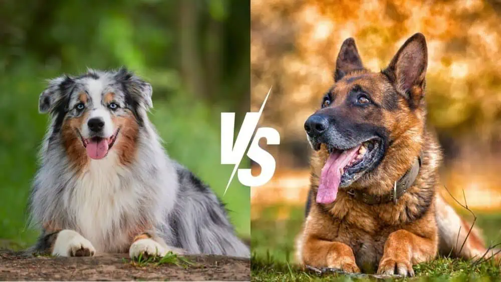 Australian vs. German Shepherd - Daily BB News