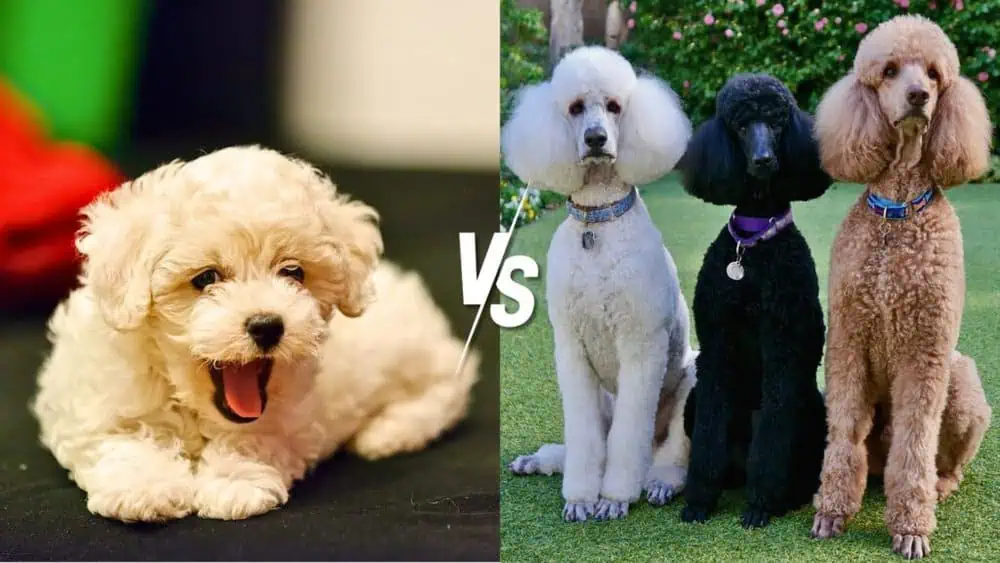 Bichon Frise vs. Poodle - Daily BB News