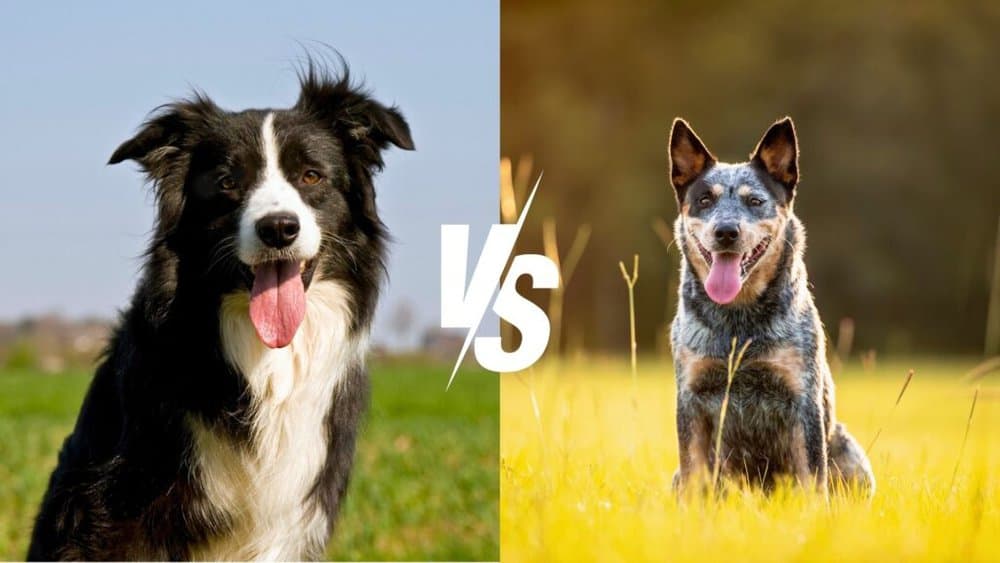 Border Collie Vs. Blue Heeler Daily Bb News