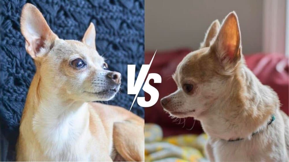 Deer Head vs. Apple Head Chihuahua - Daily BB News