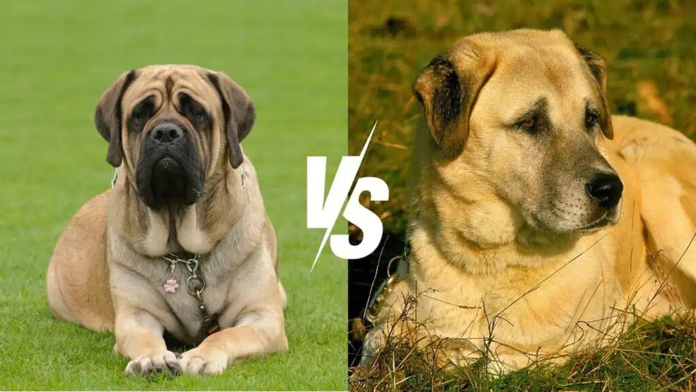 English Mastiff Vs. Anatolian Shepherd - Daily BB News