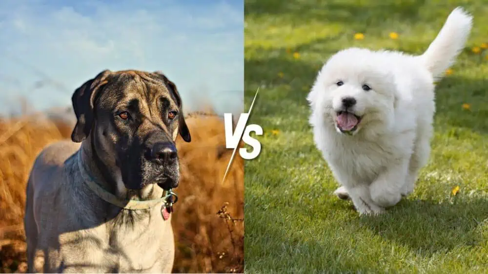 English Mastiff vs. Great Pyrenees - Daily BB News