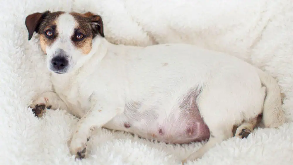 How Long Are Dogs Pregnant - Daily BB News