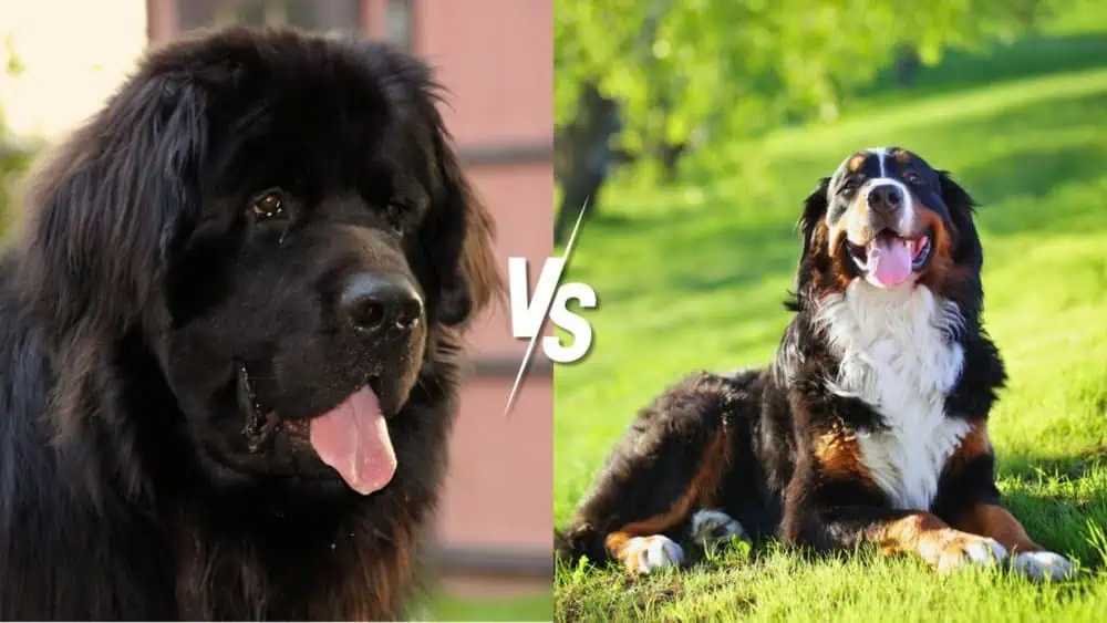 Newfoundland vs. Bernese Mountain Dog - Daily BB News