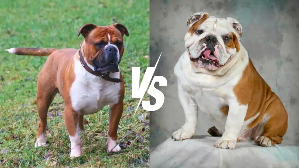 Old English Bulldog vs. English Bulldog - Daily BB News