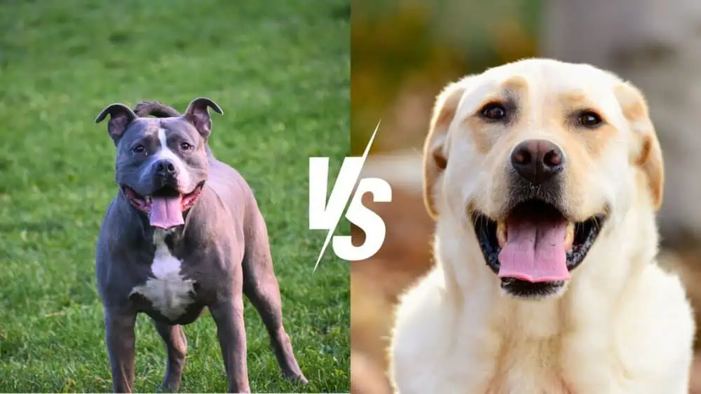 Pitbull vs. Labrador Retriever - Daily BB News