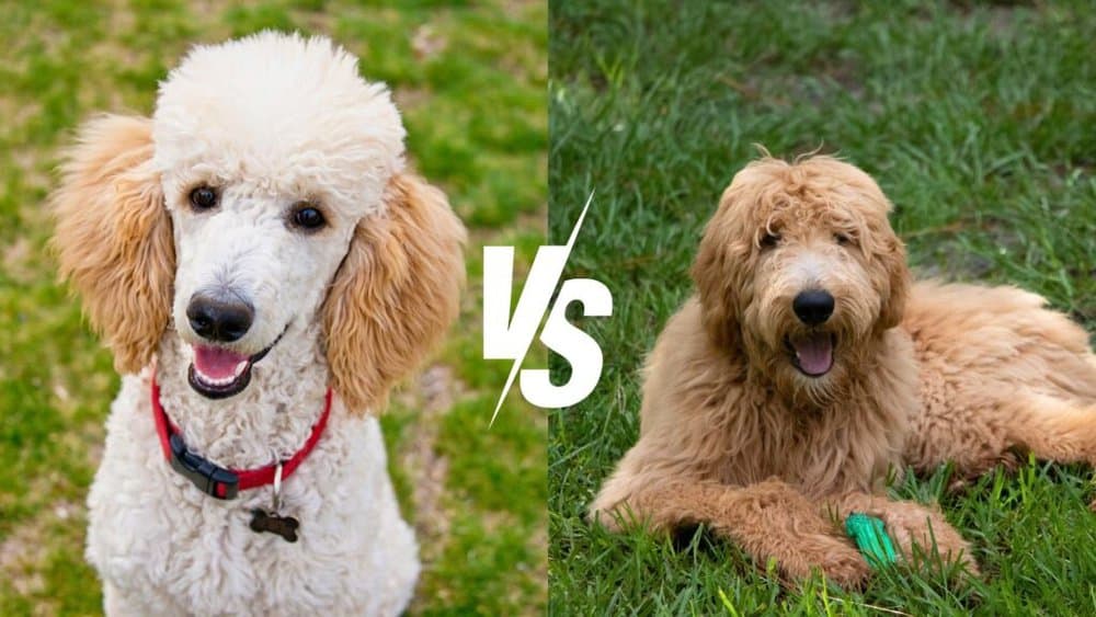 Poodle Vs. Goldendoodle