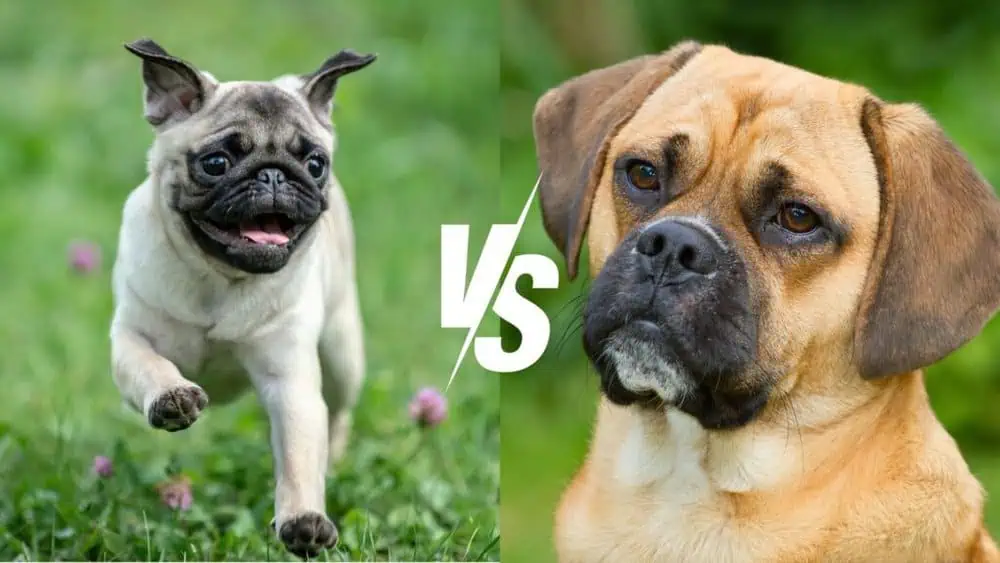 Pug vs. Puggle - Daily BB News