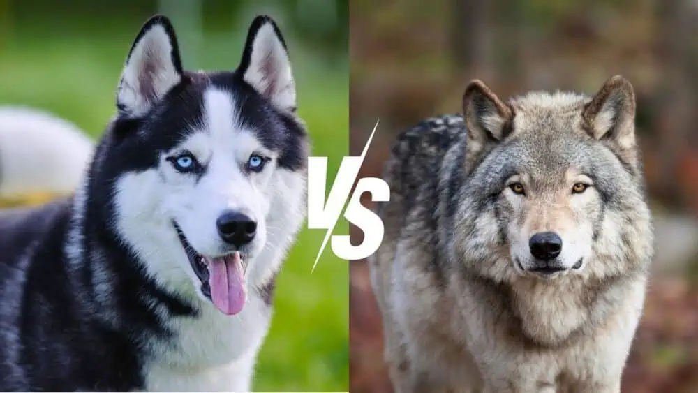 Siberian Husky Vs. Wolf - Daily BB News