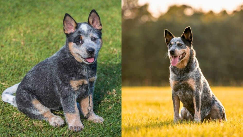 The Australian Cattle Dog - Daily Bb News