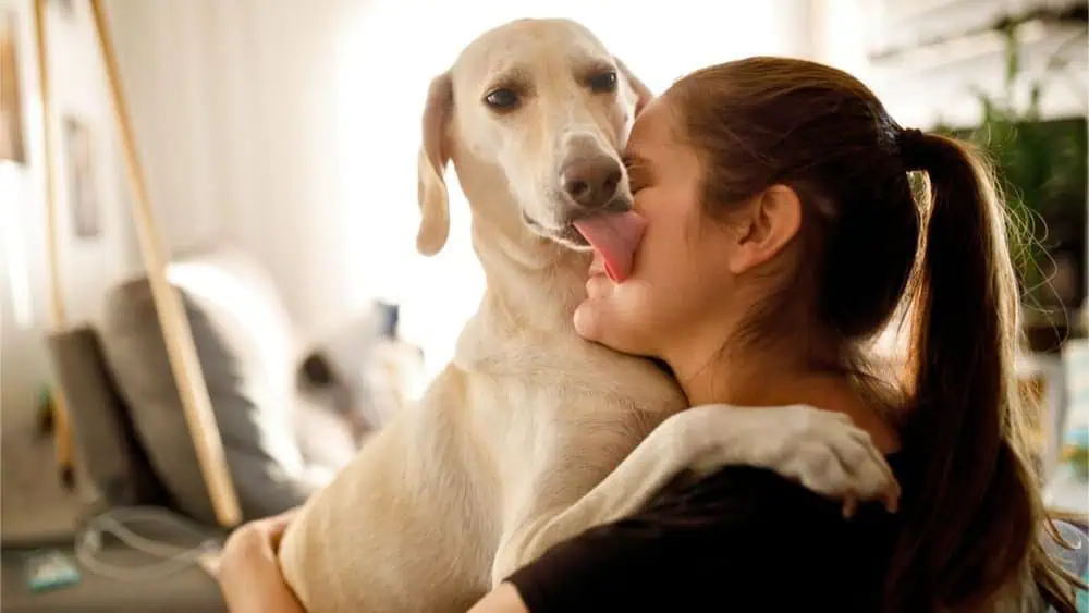 Why Do Dogs Lick You - Daily BB News