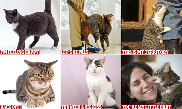 How to decode a cat's body language as it emerges that they're more  dependant than we realise | Daily Mail Online