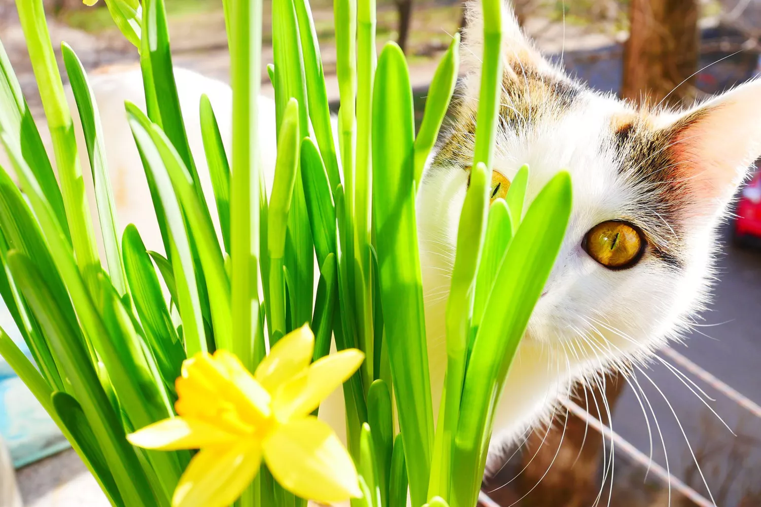 cat sniffing daffodil plant