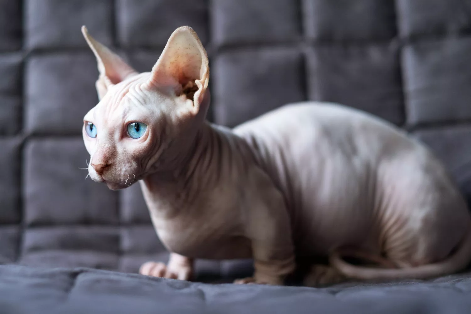 bambino hairless cat on couch