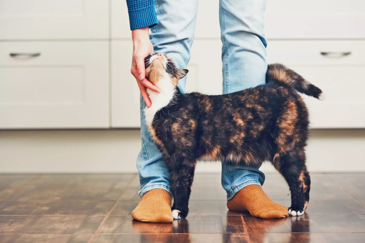 owner comforting and petting their cat with blood in their stool