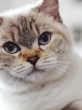 Portrait of British Shorthaired Cat