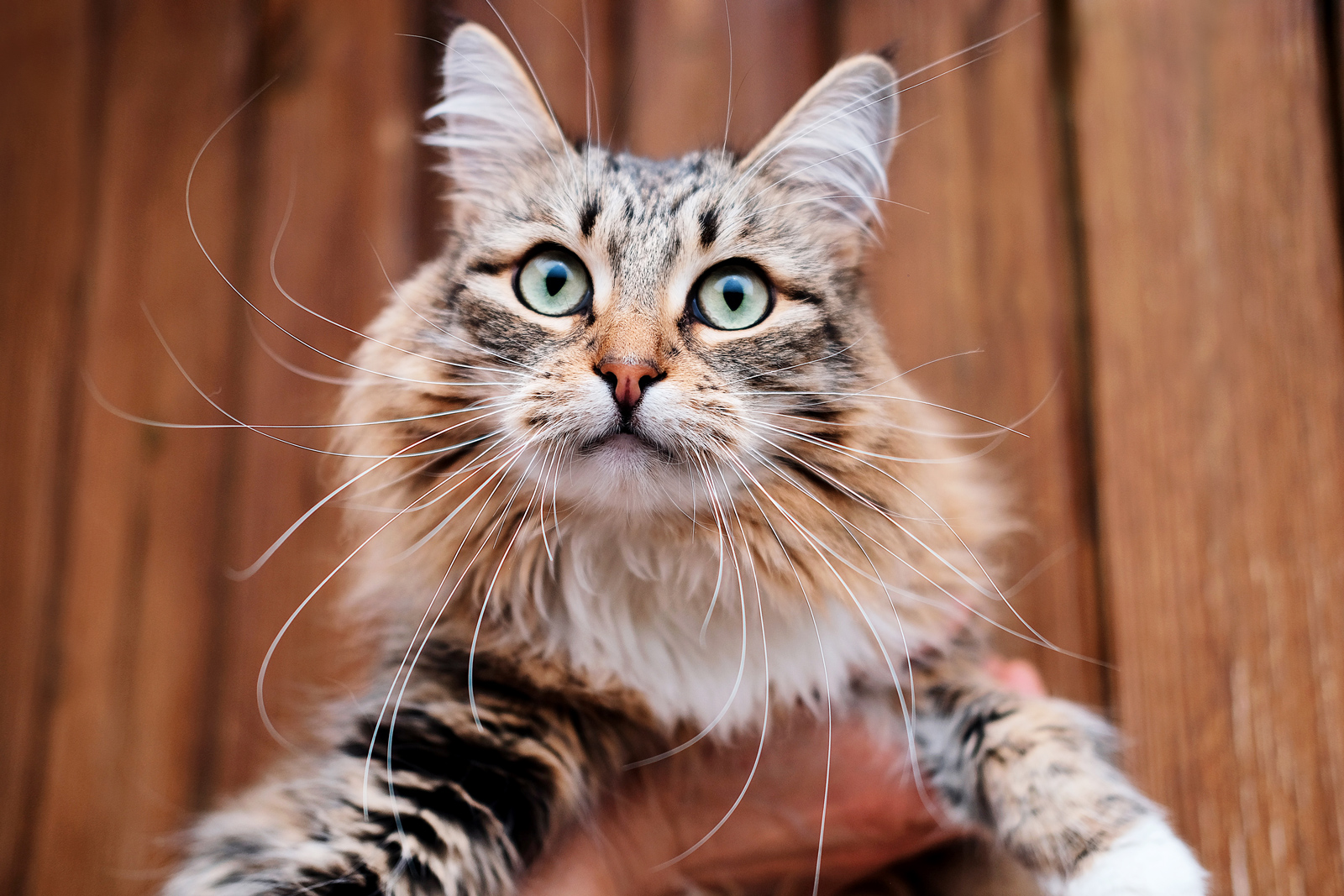 How to tell if your cat is actually happy, explained by a feline body  language expert - BBC Science Focus Magazine