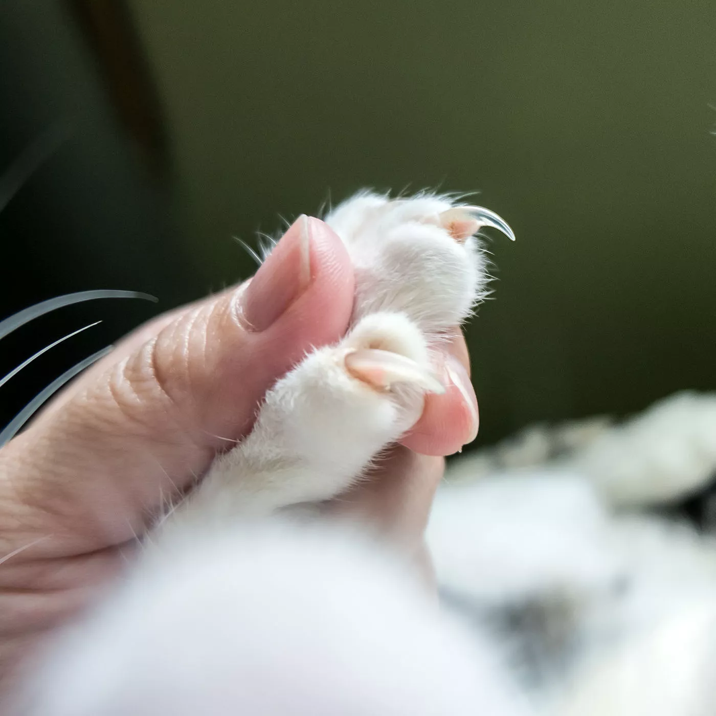 cat paw with claws extended