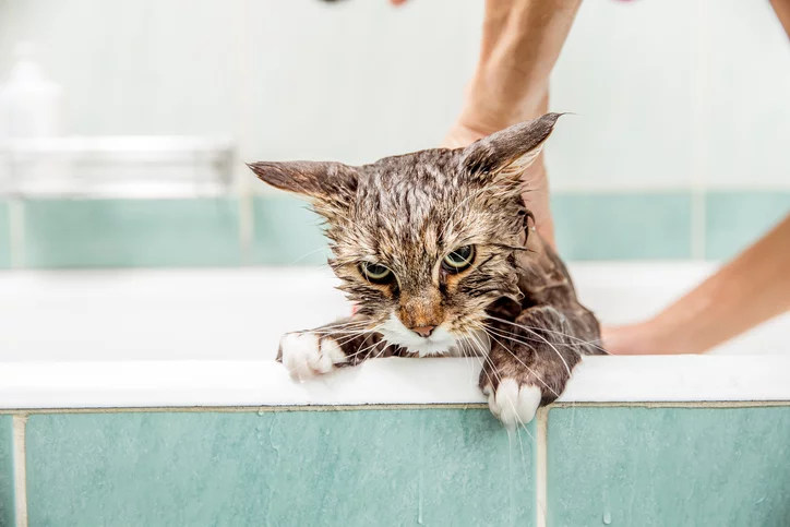 The Truth Behind Why Your Cat Hates Water | The Village Vets