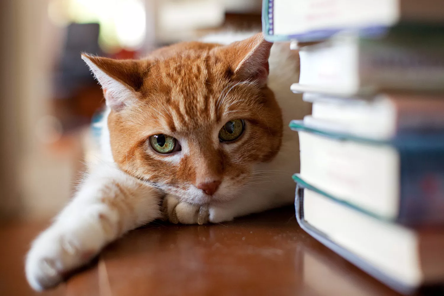 cat with books