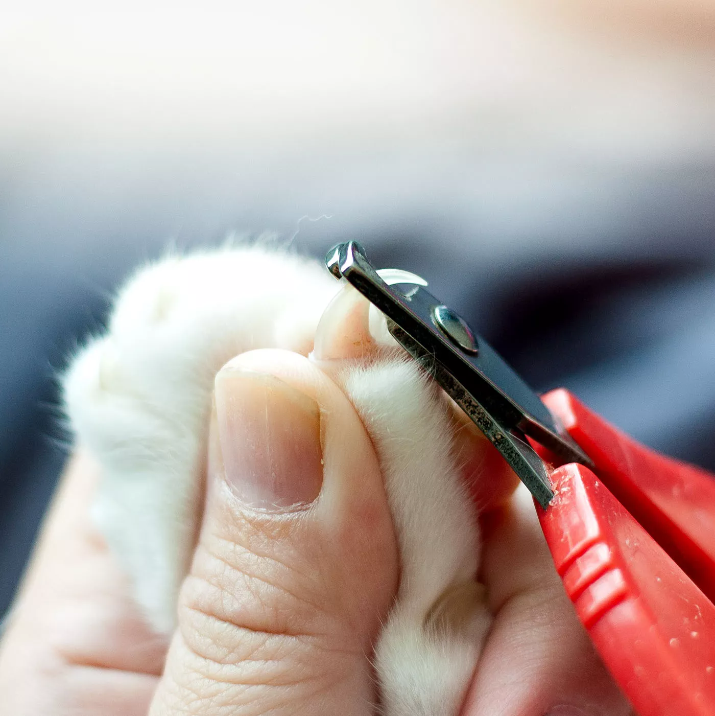 clipping cat nail