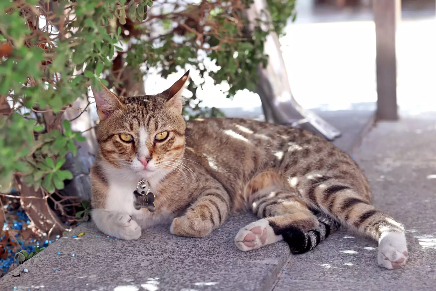 Dave the cat from the World Cup lounges on the sidewalk in the shade of a tree