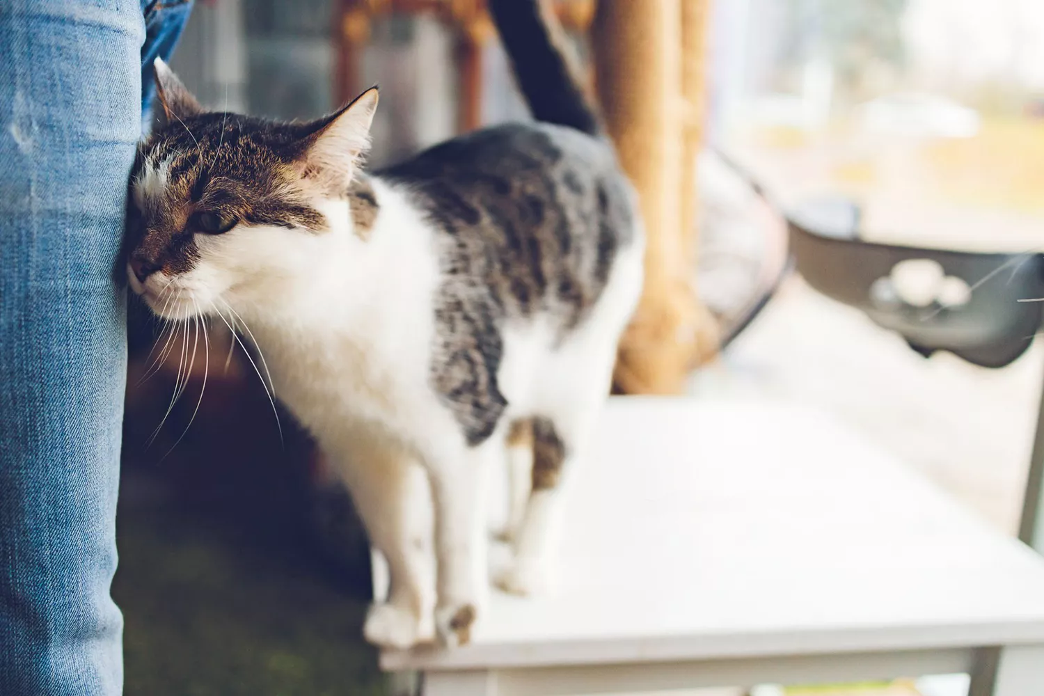 cat bushing against person's leg; do cats remember people?