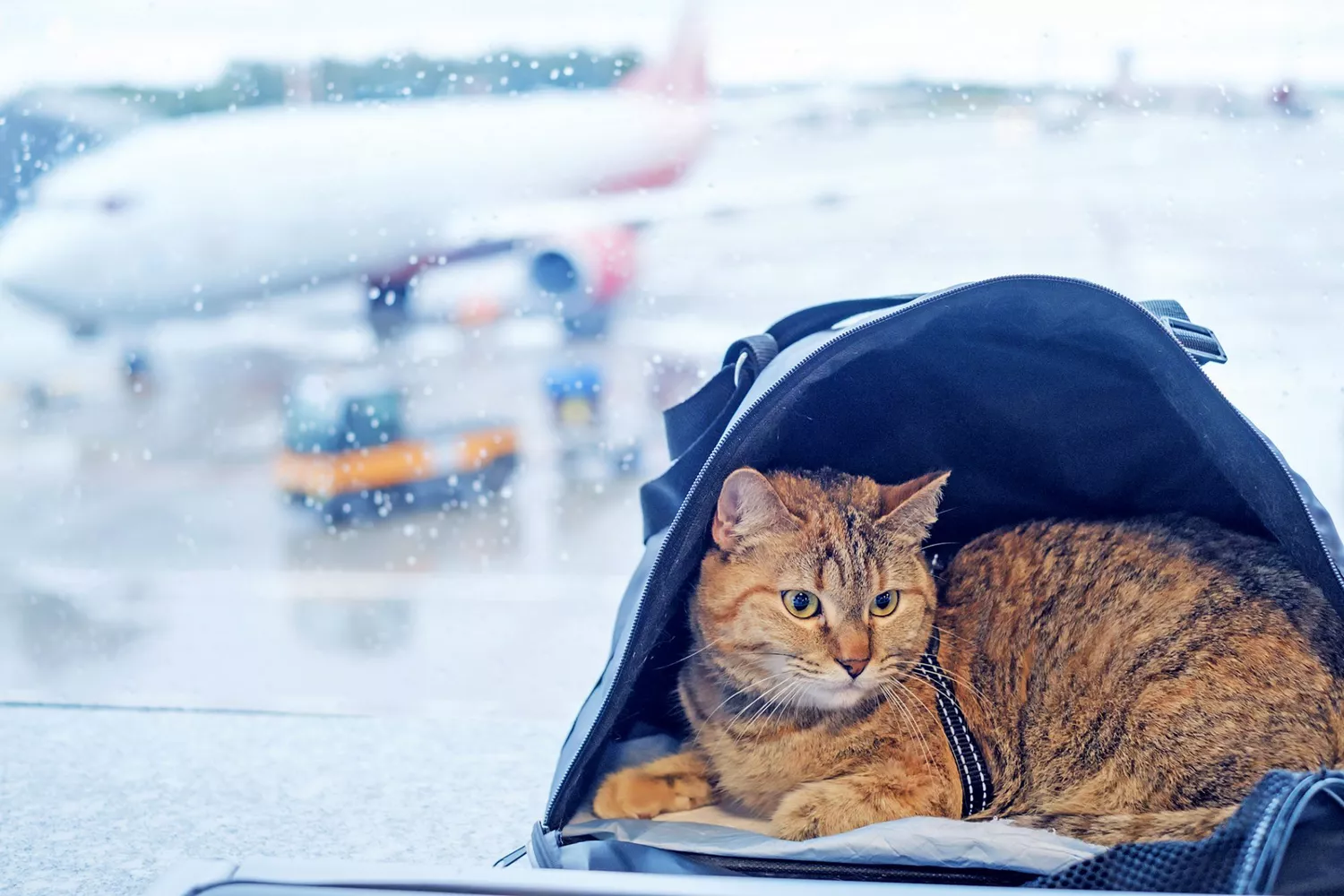 flying with a cat in a cat carrier next to a window at the airport