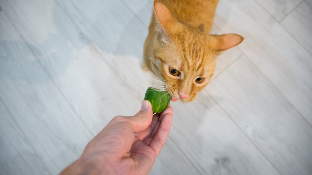 Why Are Cats Scared of Cucumbers: The Mystery Solved | Purina