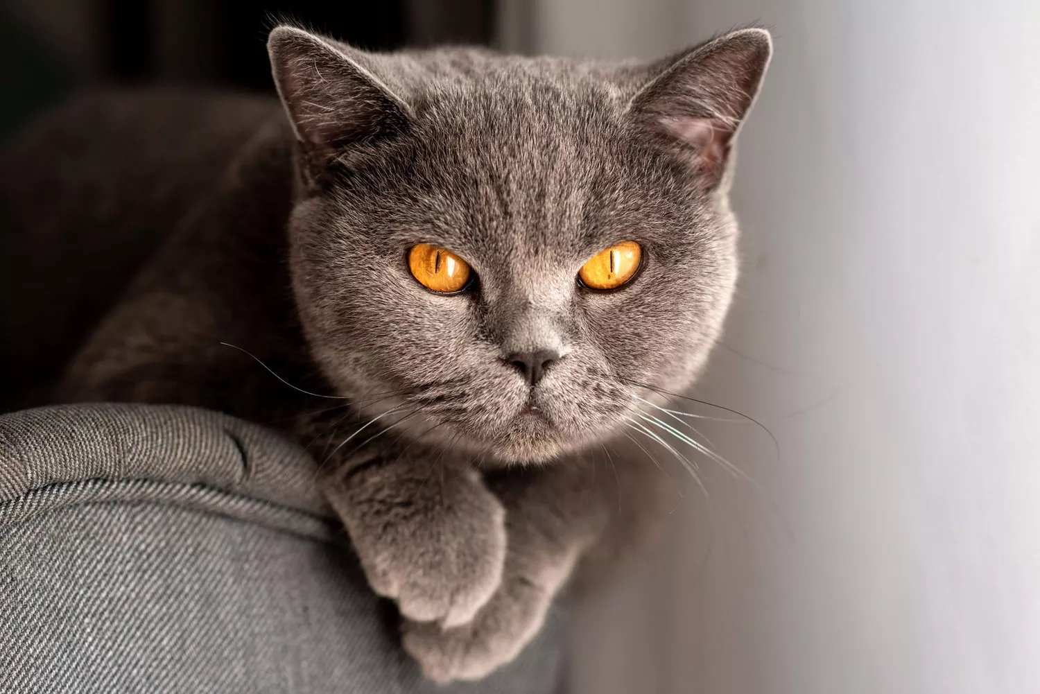 serious looking gray cat with yellow eyes