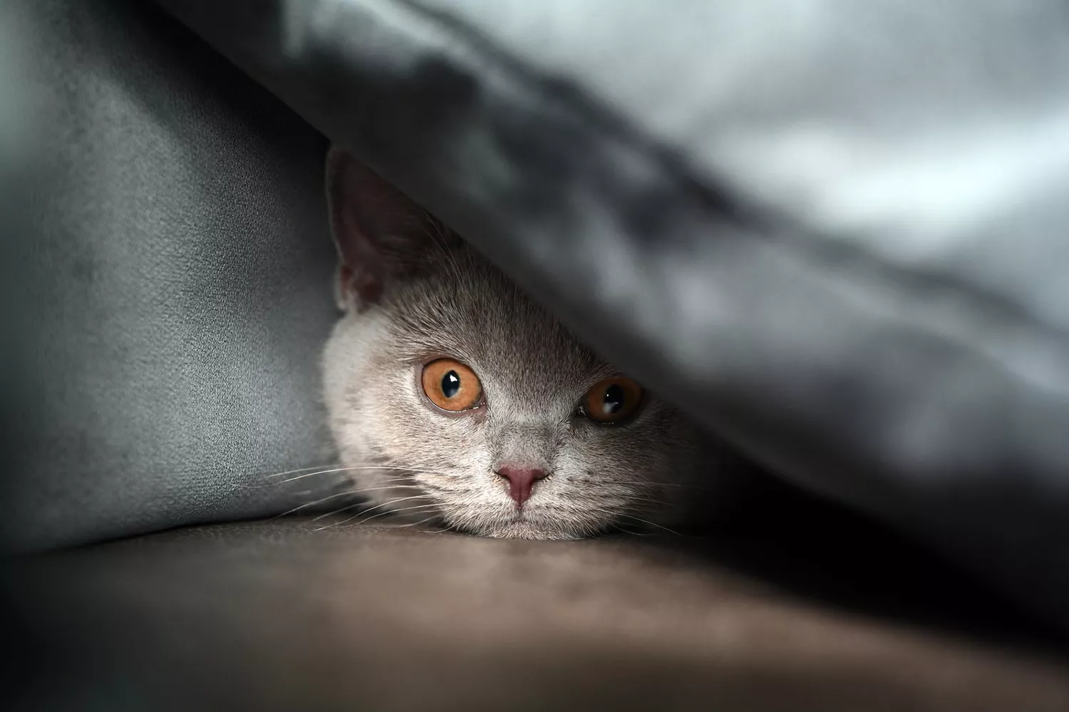 Grey cat hides under blanket