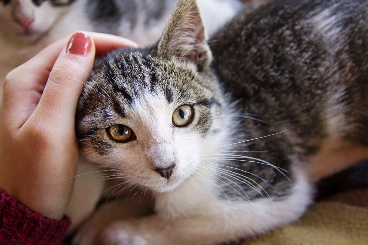 woman stroking cat; how to get your cat to like you