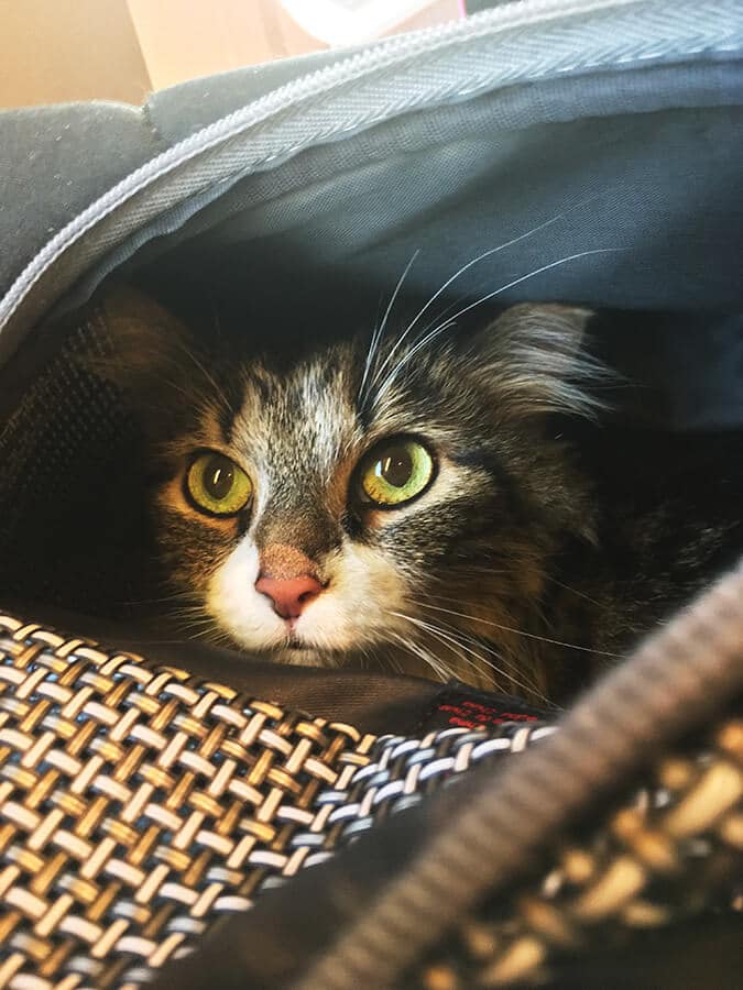 Your ultimate guide to flying internationally with a cat: Tips & Essentials