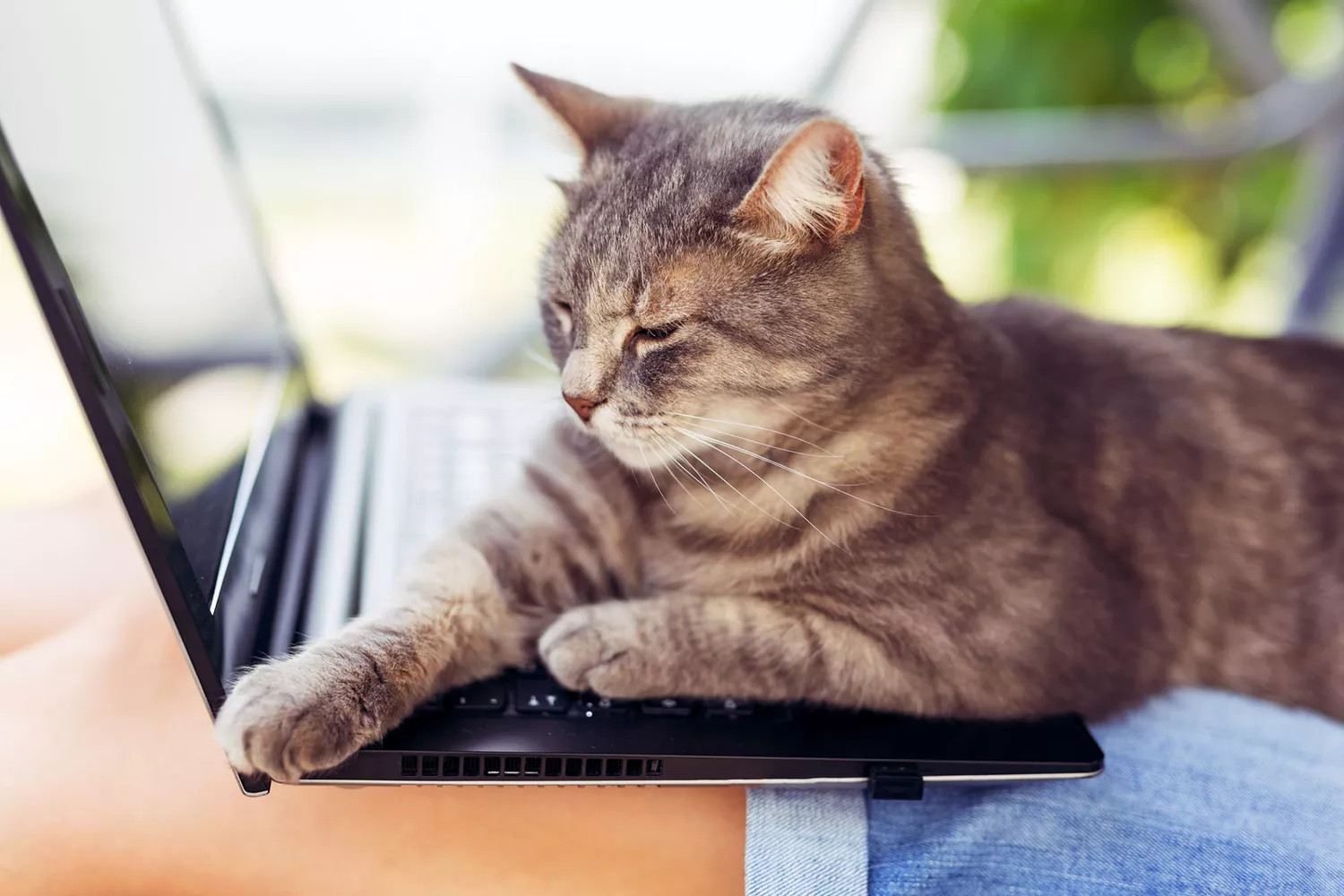 cat laying on computer keyboard