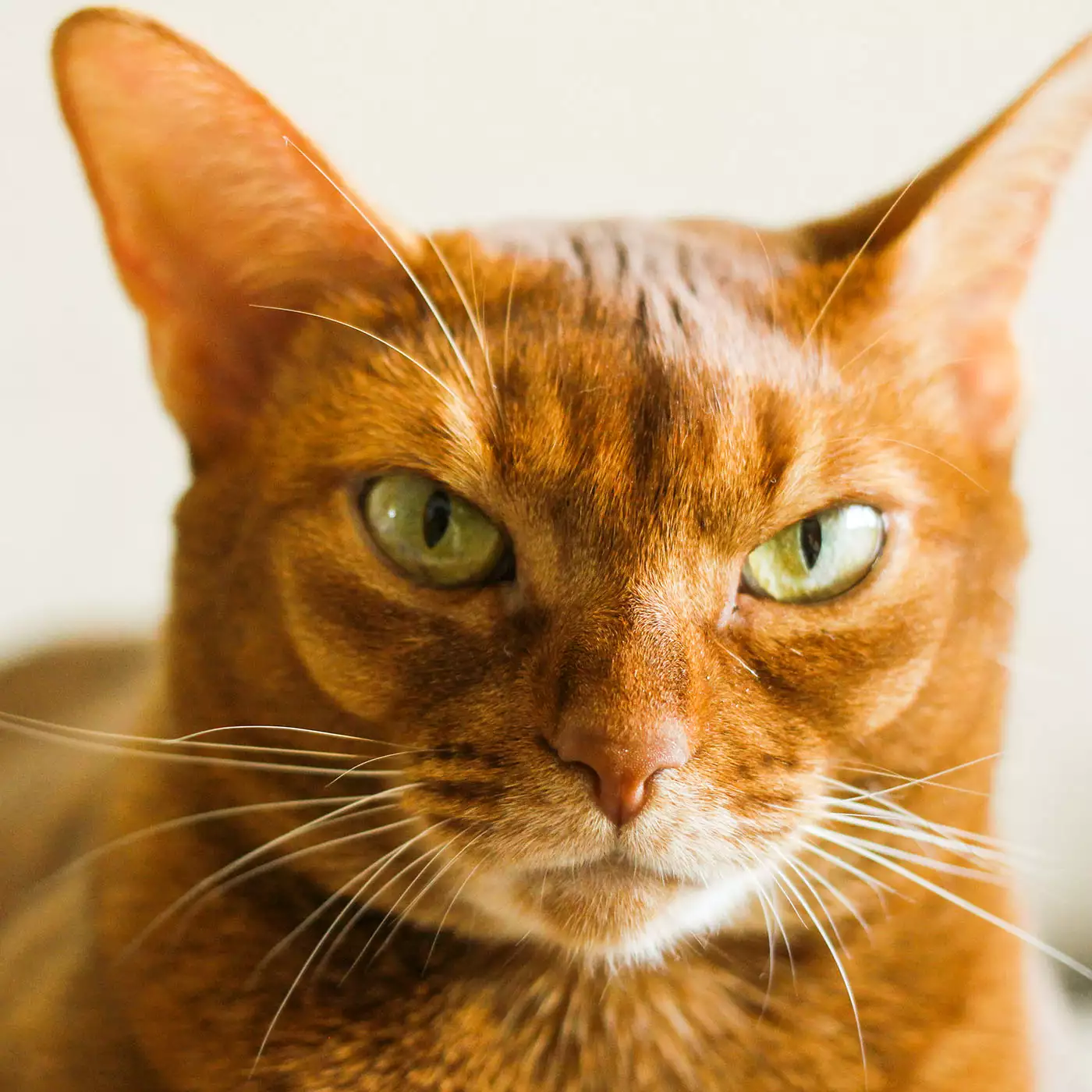 orange Abyssinian cat close up