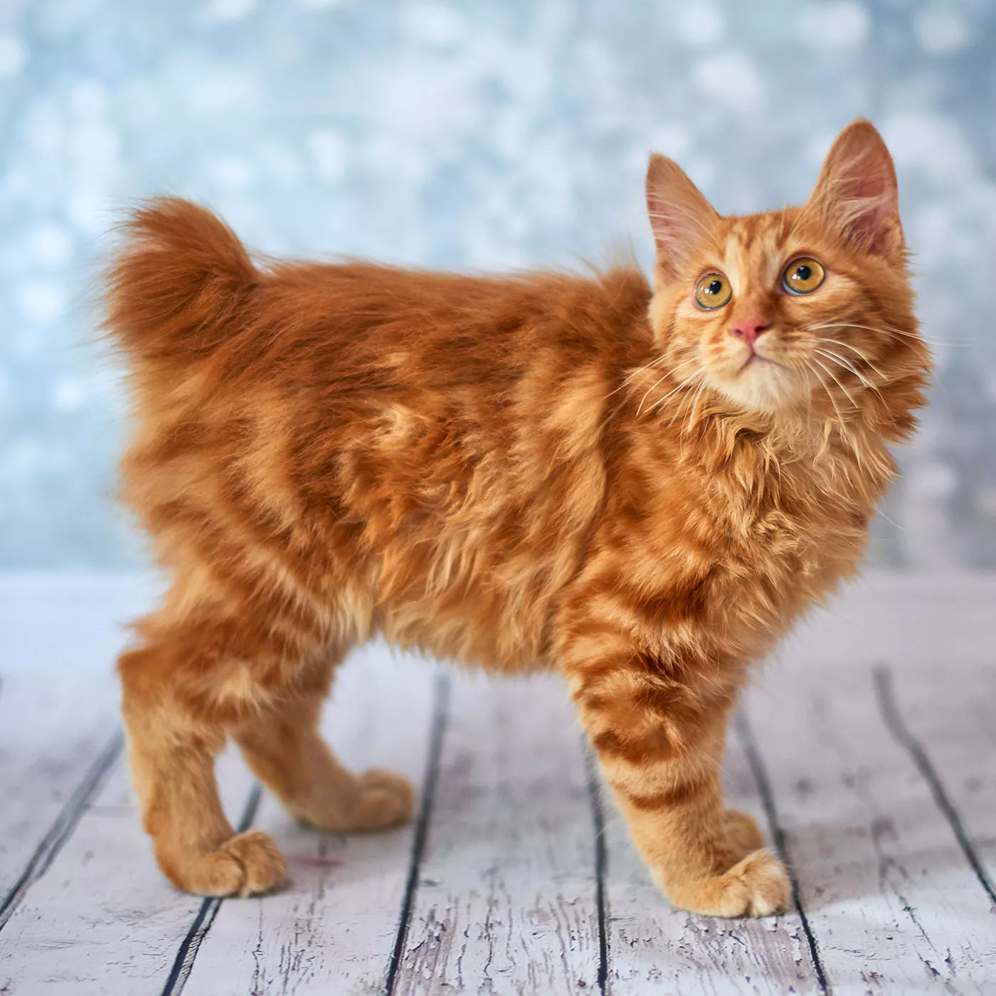 orange american bobtail cat