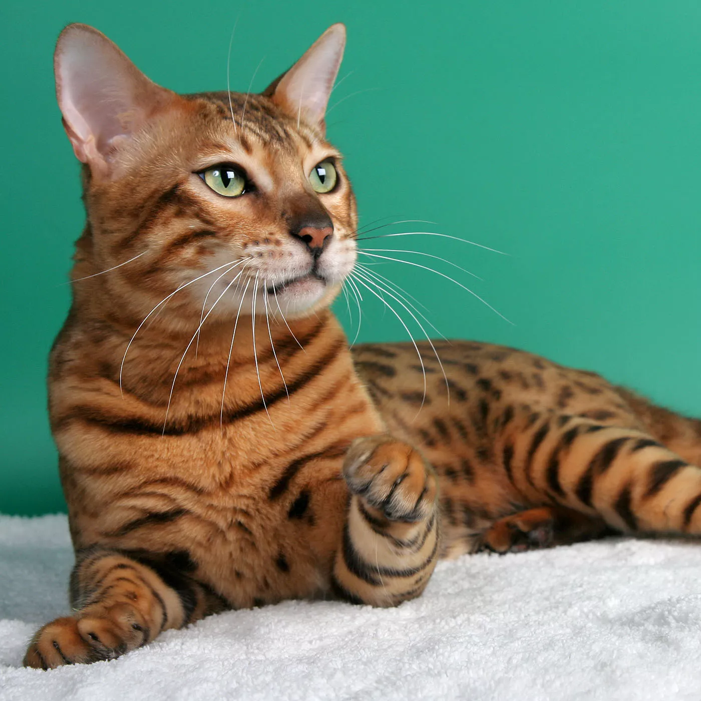 orange bengal cat