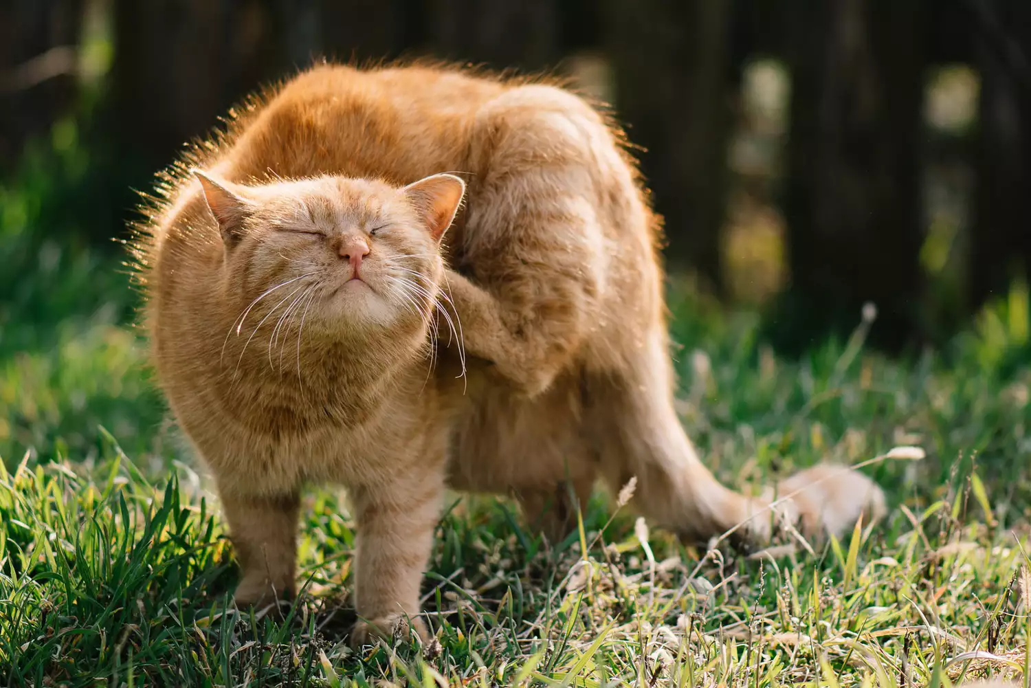 orange cat scratching herself